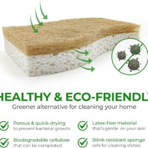 Biodegradable Natural Kitchen Sponge - Compostable Cellulose and Coconut Walnut Scrubber Sponge (12 Pack)
